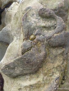 Limestone on the Worms Head Causeway