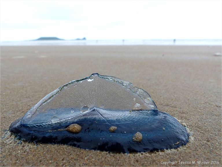 By-the-wind sailor (Velella velella Linnaeus) on the beach at Rhossili, Gower, South Wales.