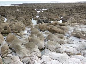 Weathered limestone rock layers on the Worms Head Causeway in Gower, South Wales.