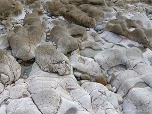 Weathered limestone rock layers on the Worms Head Causeway in Gower, South Wales.