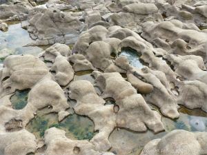 Weathered limestone rock layers on the Worms Head Causeway in Gower, South Wales.
