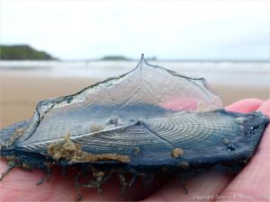 By-the-wind sailor (Velella velella Linnaeus) on the beach at Rhossili, Gower, South Wales.