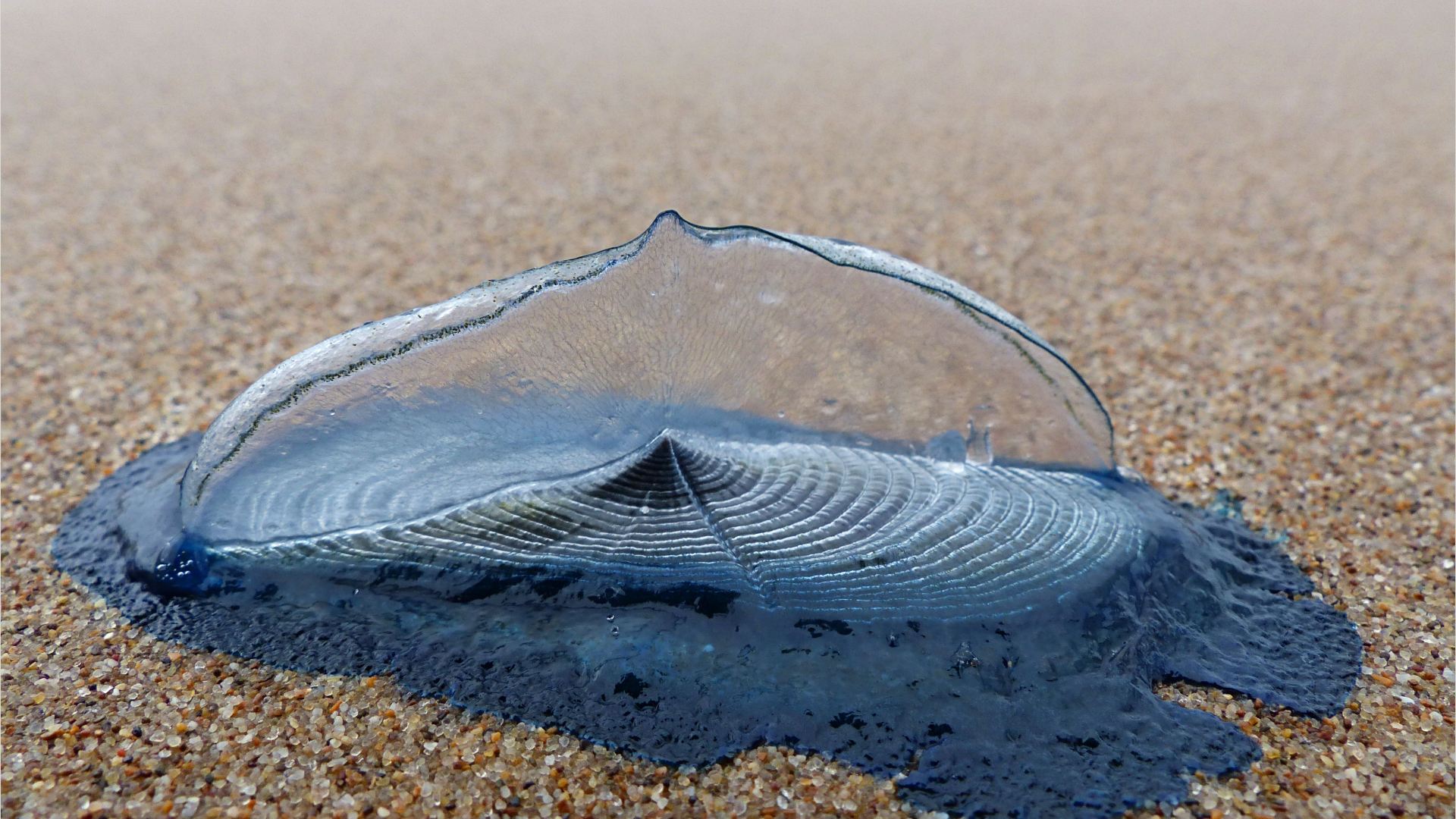 By-the-wind sailor (Velella velella Linnaeus) on the beach at Rhossili, Gower, South Wales.