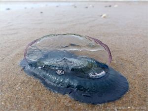 By-the-wind sailor (Velella velella Linnaeus) on the beach at Rhossili, Gower, South Wales.