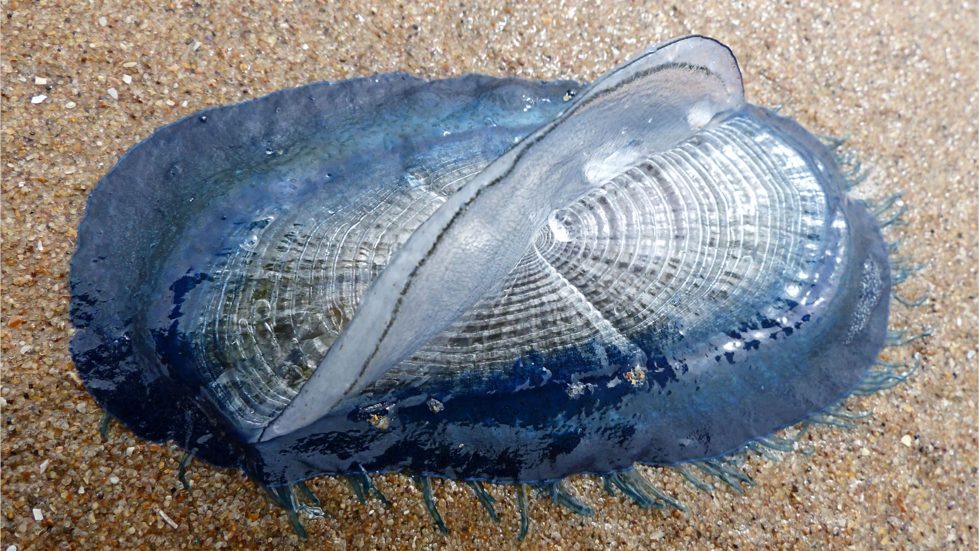 By-the-wind sailor (Velella velella Linnaeus) on the beach at Rhossili, Gower, South Wales.