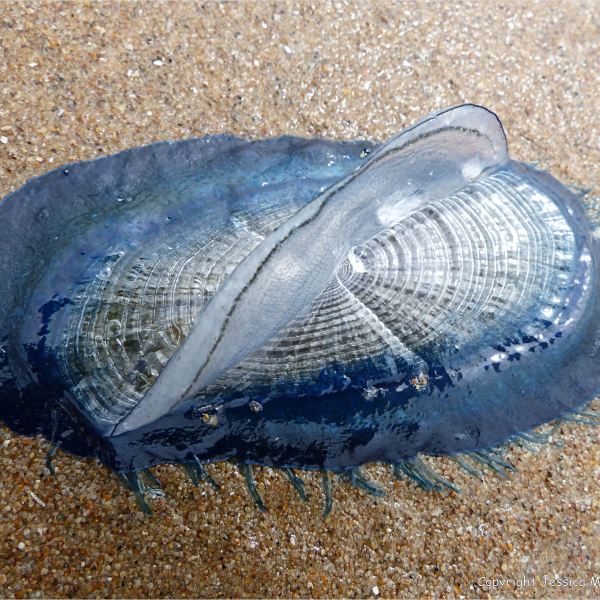 By-the-wind sailor (Velella velella Linnaeus) on the beach at Rhossili, Gower, South Wales.