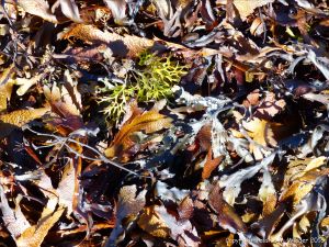 Common British seaweeds at Rocquaine Bay