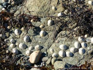 Limpets and seaweed on rocks at at Rocquaine Bay