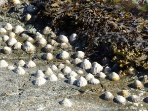 Limpets and seaweed on rocks at Rocquaine Bay