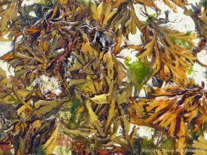Common British seaweeds at Rocquaine Bay