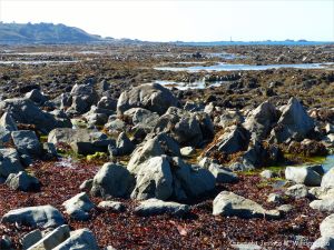 Vista of rocks and weed looking southwest on the shore at Rocquaine Bay