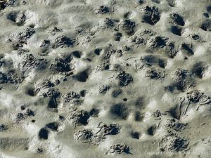 Worm casts in the soft sediments of Rocquaine Bay