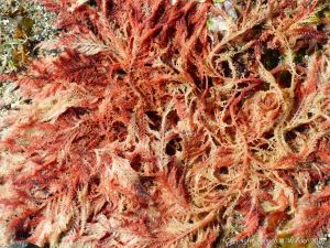 Red seaweeds at Rocquaine Bay