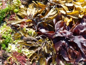 Common British seaweeds at Rocquaine Bay