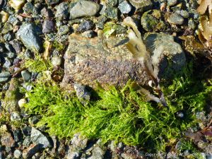 Common British seaweeds at Rocquaine Bay