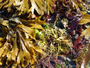 Common British seaweeds at Rocquaine Bay