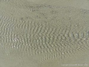 Ripple patterns in clear flowing water at Rocquaine Bay