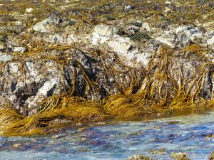 Common British seaweeds at Rocquaine Bay