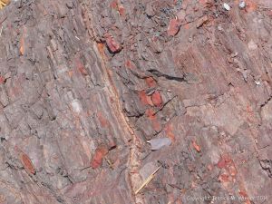 Carboniferous red beds at Wasson Bluff