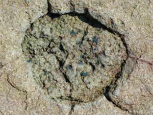 Jurassic North Mountain Basalt boulder at Wasson Bluff