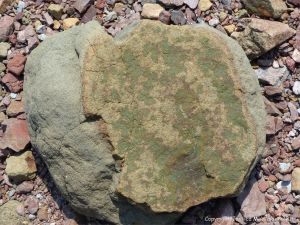 Jurassic North Mountain Basalt boulder at Wasson Bluff