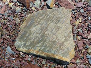 Boulder on the beach from the fault zone at Clarke Head, Nova Scotia, Canada.