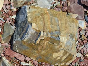 Boulder on the beach from the fault zone at Clarke Head, Nova Scotia, Canada.