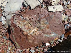 Boulder on the beach from the fault zone at Clarke Head, Nova Scotia, Canada.