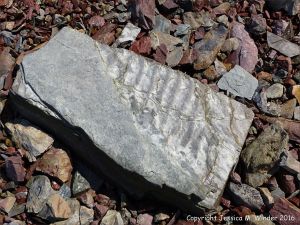 Boulder on the beach from the fault zone at Clarke Head, Nova Scotia, Canada.