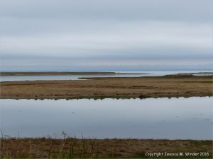 Coastal view of flat tidal water and salt marsh