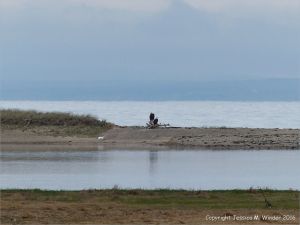 Coastal view of flat tidal water and salt marsh