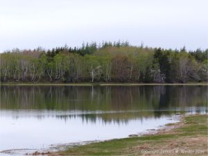 Coastal view with reflections of trees on the smooth water surface