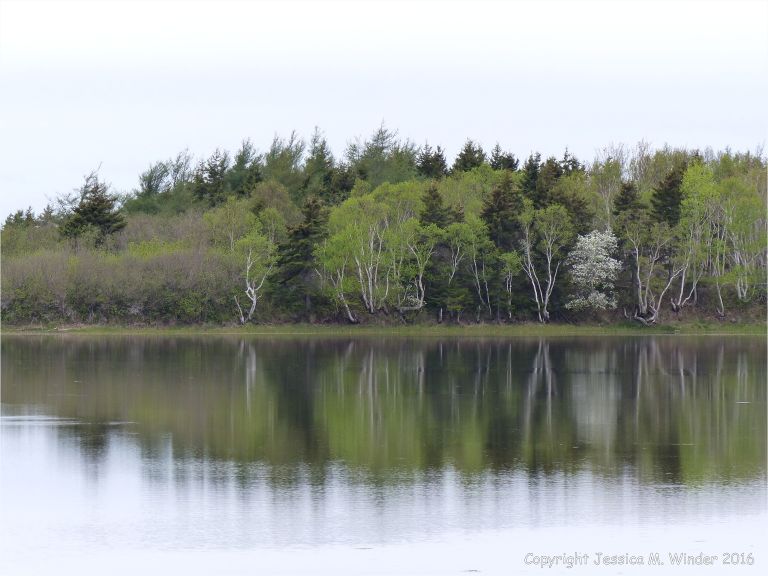 Coastal view with reflections of trees on the smooth water surface