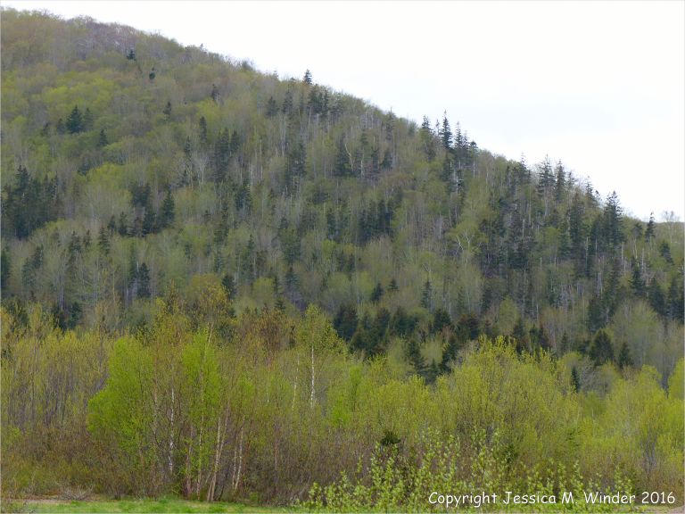 The golden green colour of newly opening leaves on hillside trees in Cape Breton