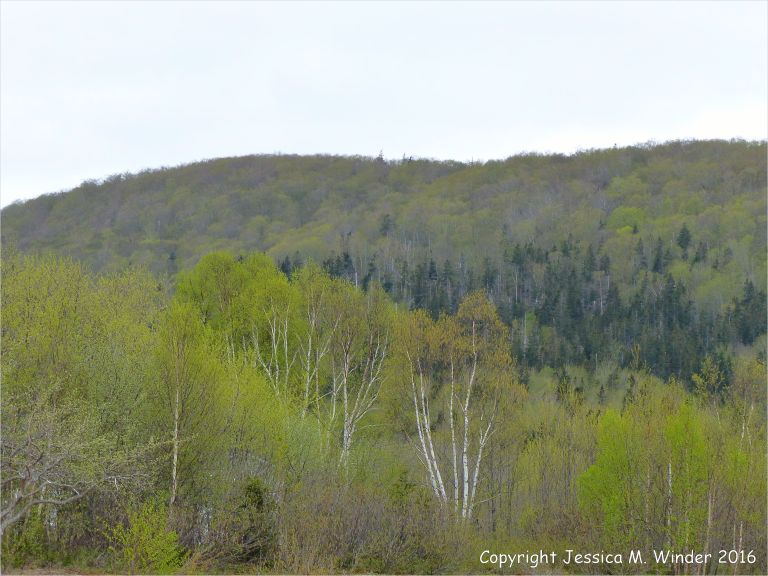 The golden green colour of newly opening leaves on hillside trees in Cape Breton