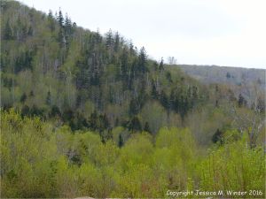 The golden green colour of newly opening leaves on hillside trees in Cape Breton