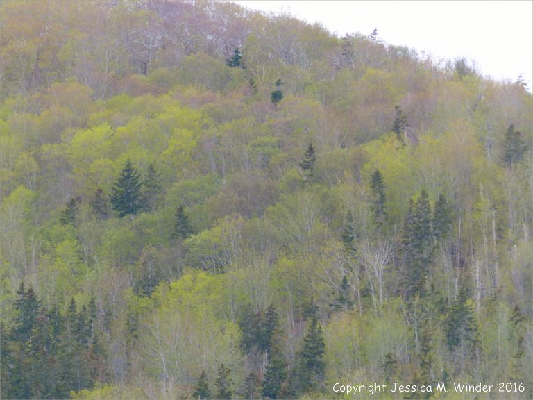 The golden green colour of newly opening leaves on hillside trees in Cape Breton