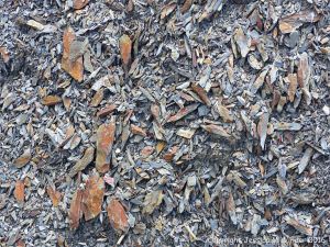 Silurian rocks from Arisaig, Nova Scotia, Canada.
