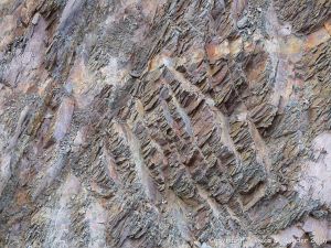 Silurian rocks from Arisaig, Nova Scotia, Canada.