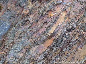 Silurian rocks from Arisaig, Nova Scotia, Canada.