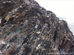 Silurian rocks from Arisaig, Nova Scotia, Canada.