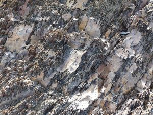 Silurian rocks from Arisaig, Nova Scotia, Canada.