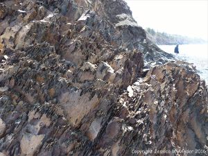Silurian rocks from Arisaig, Nova Scotia, Canada.