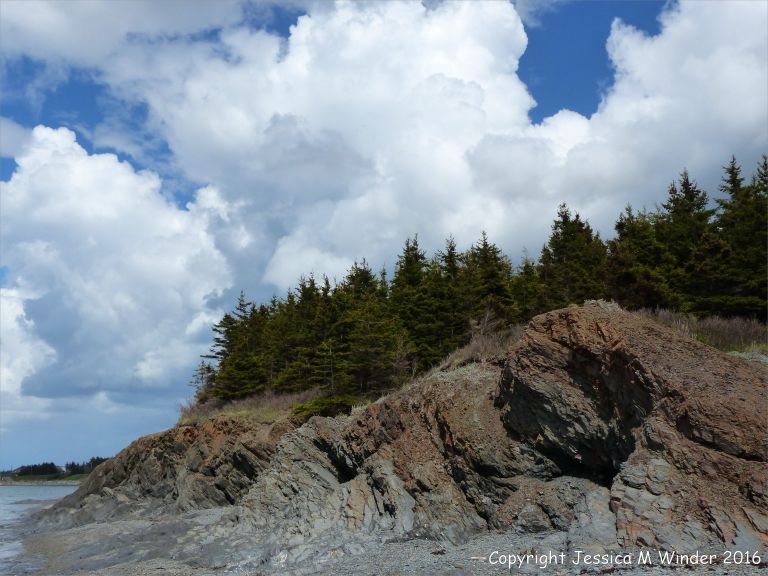 Silurian rocks from Arisaig, Nova Scotia, Canada.