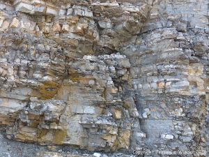 Silurian rocks from Arisaig, Nova Scotia, Canada.