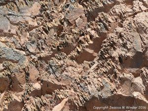 Silurian rocks from Arisaig, Nova Scotia, Canada.