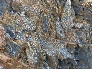 Silurian rocks from Arisaig, Nova Scotia, Canada.