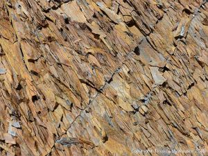 Silurian rocks from Arisaig, Nova Scotia, Canada.