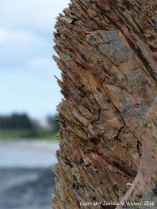 Silurian rocks from Arisaig, Nova Scotia, Canada.