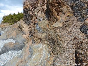 Silurian rocks from Arisaig, Nova Scotia, Canada.